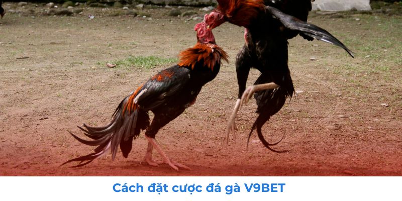 ĐÁ GÀ 3 Kinh nghiệm và tip chơi đá gà