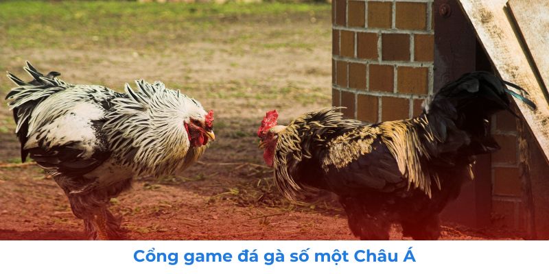 ĐÁ GÀ 1 Nhà cái đá gà số một Châu Á